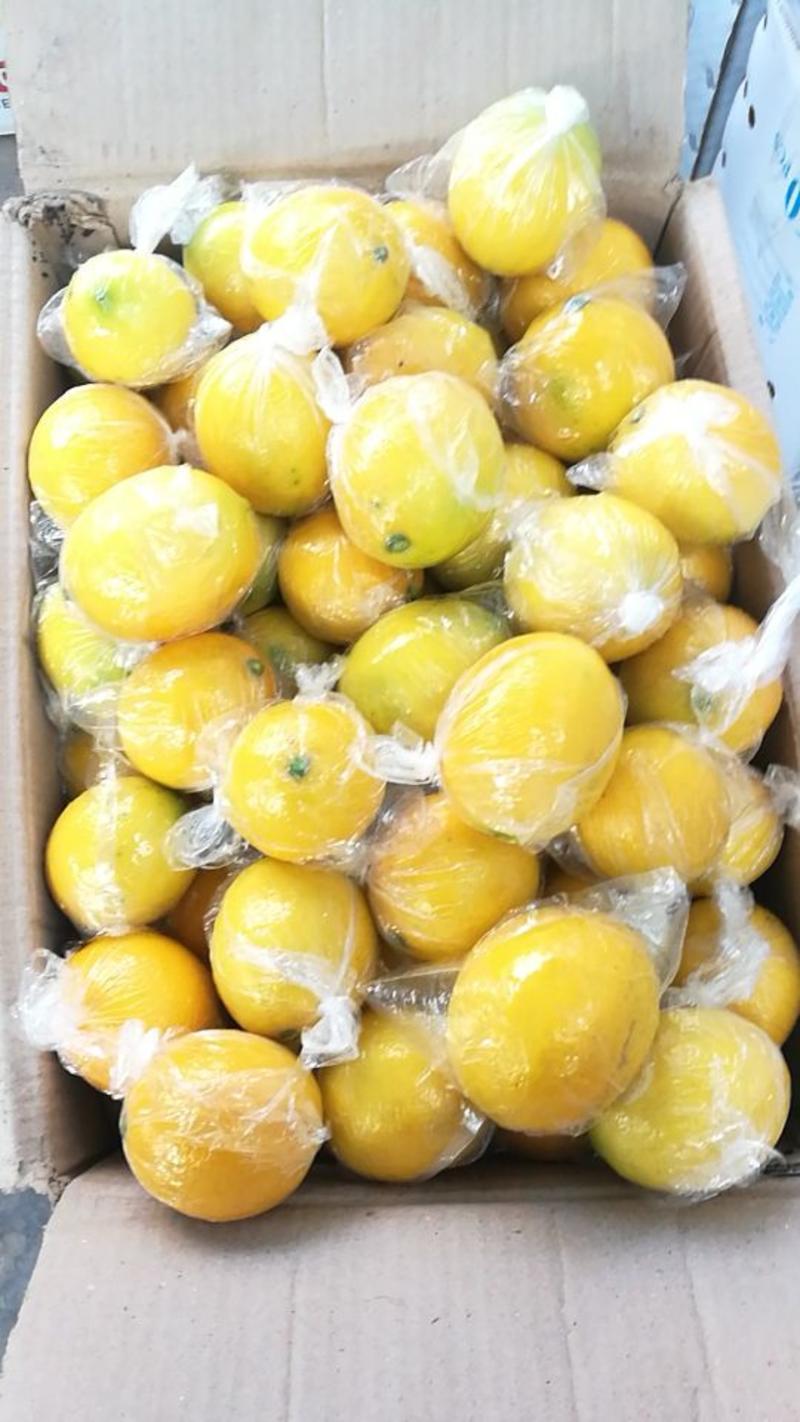 【推荐】四川精品尤力克柠檬鲜果2-3.5两代发全国