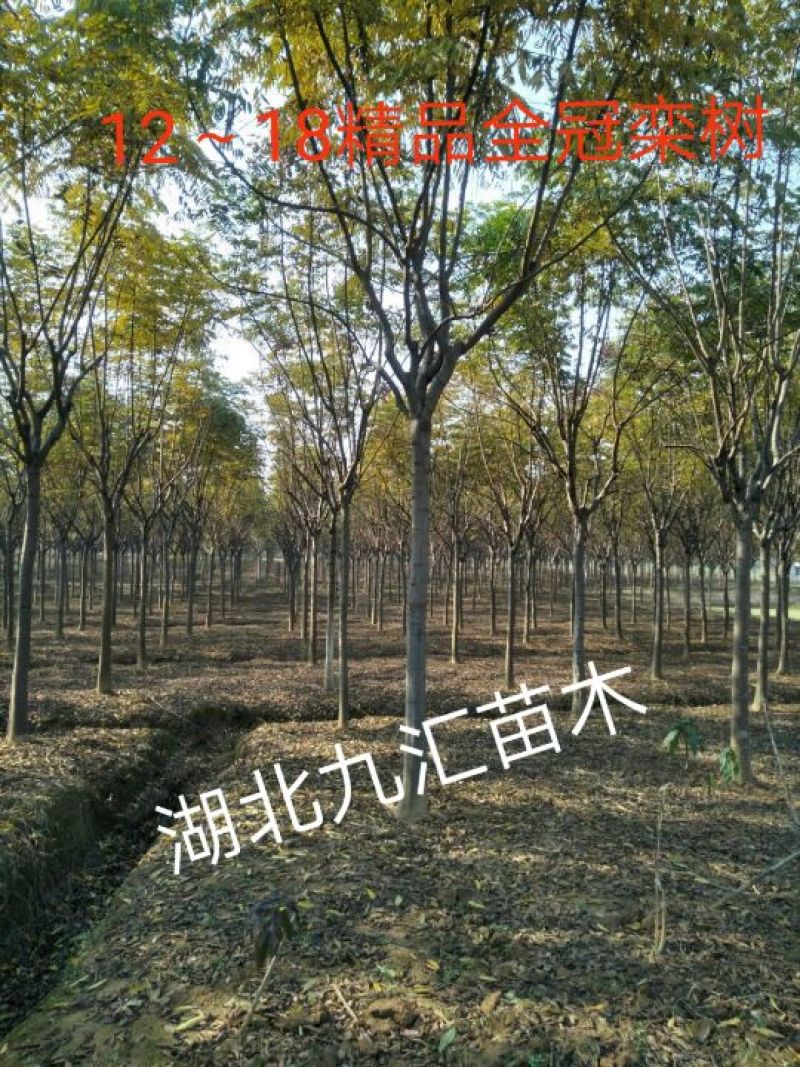 栾树北栾国庆花精品全冠