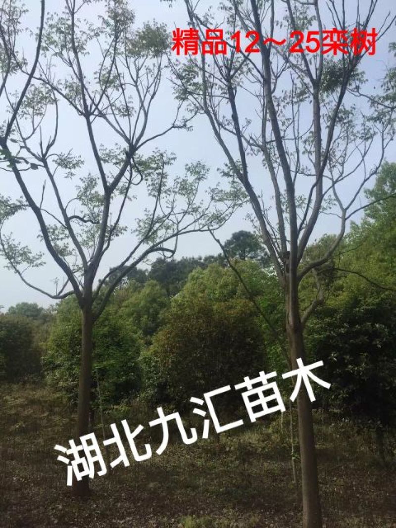 栾树北栾国庆花精品全冠