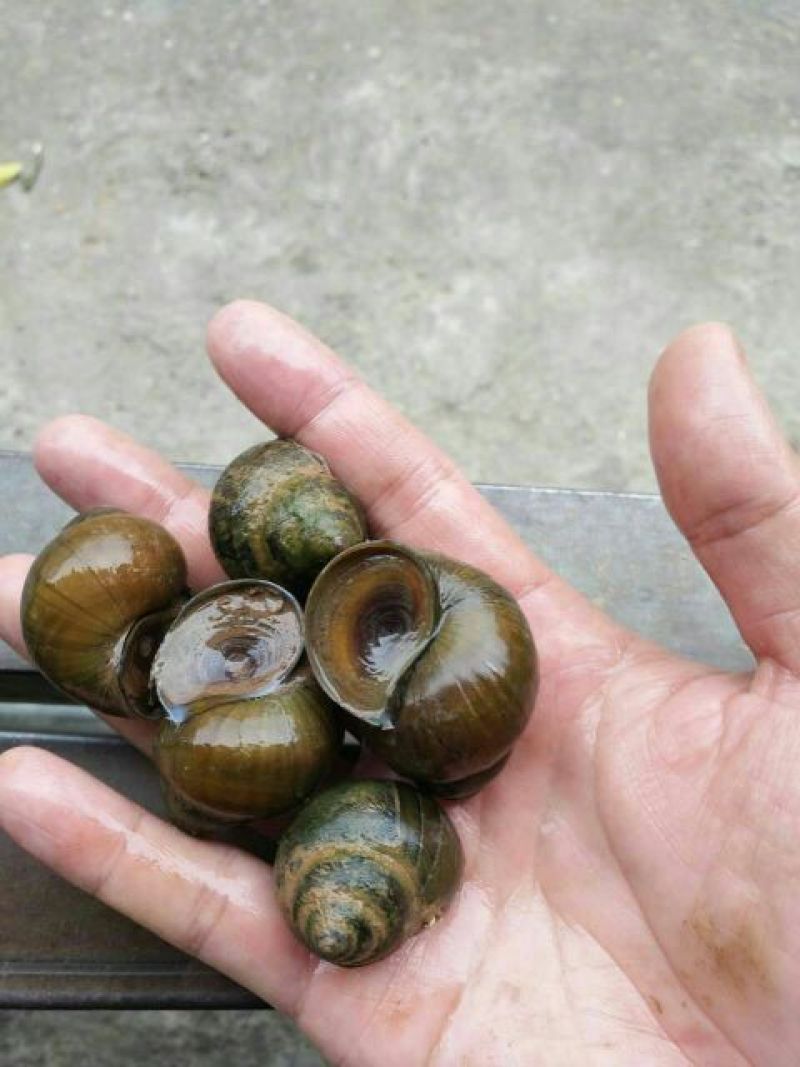 泥螺