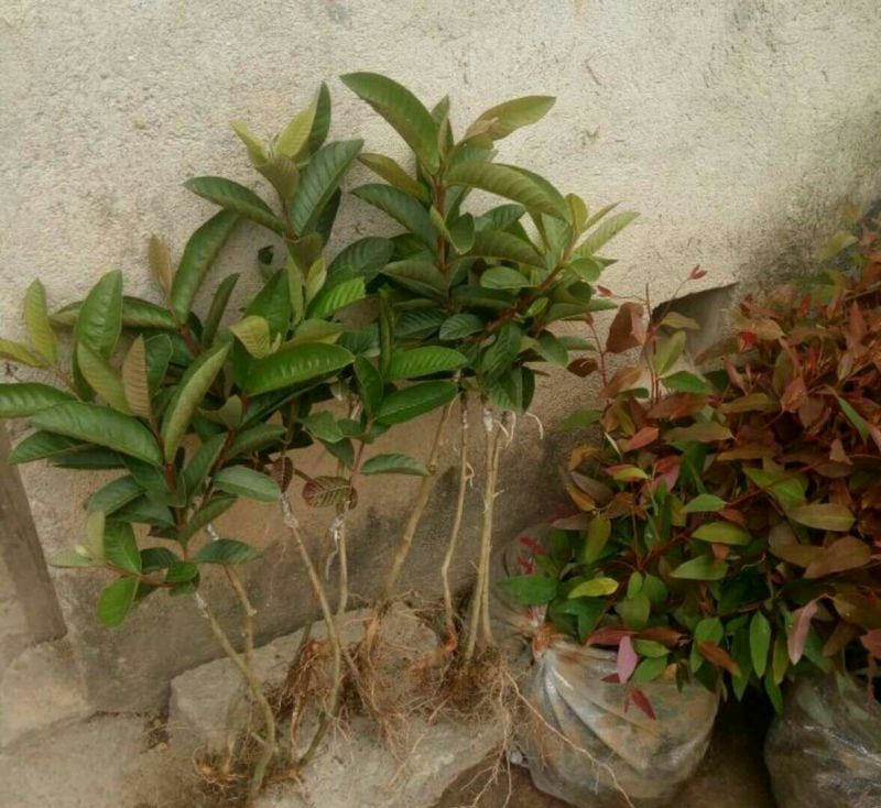 番石榴苗台湾红宝石苗珍珠番石榴苗品种保证可签合同