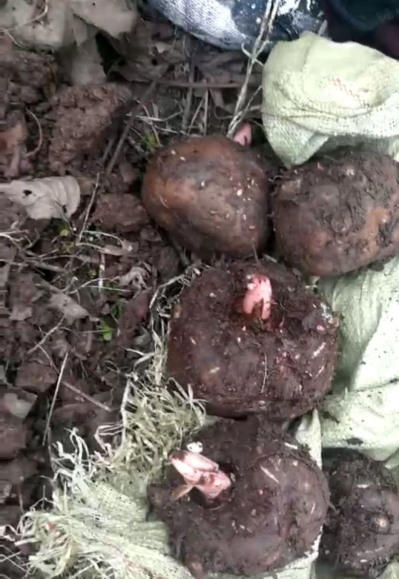 魔芋，可以栽培花魔芋各种规格