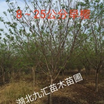 樱花树早樱晚樱高杆樱花