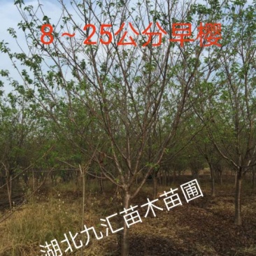 樱花树早樱晚樱高杆樱花