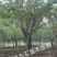樱花树早樱晚樱高杆樱花