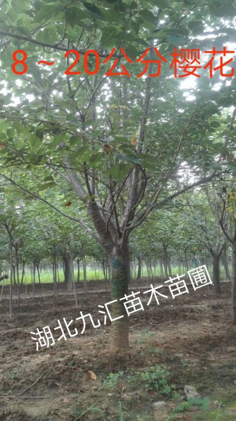 樱花树早樱晚樱高杆樱花