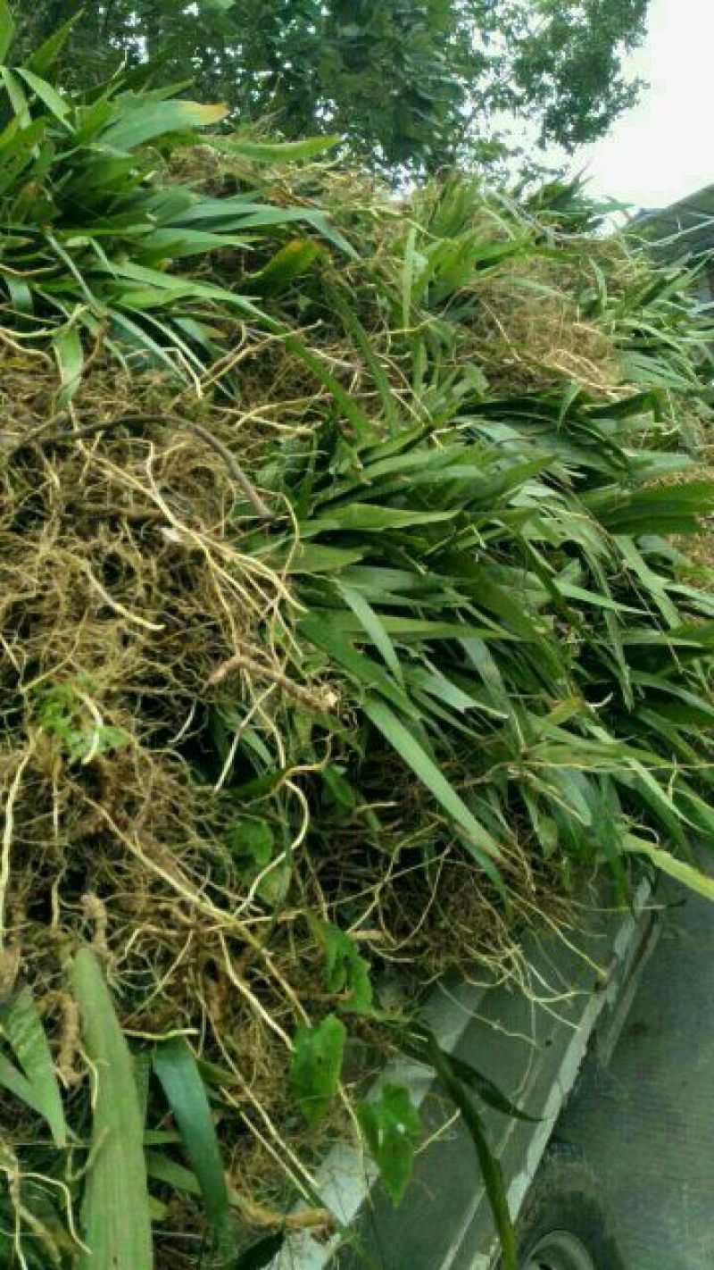鸢尾一手货源。货源充足。价格便宜。视频看货。