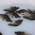 鳜鱼鱼苗活鱼10~20cm