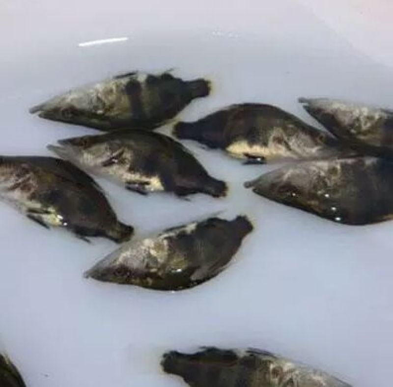 鳜鱼鱼苗活鱼10~20cm