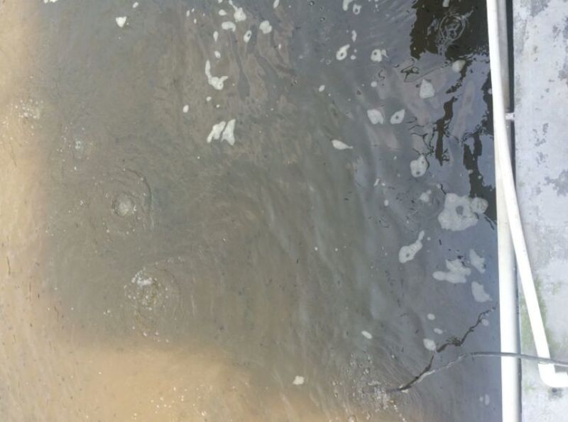 鳜鱼鱼苗活鱼10~20cm