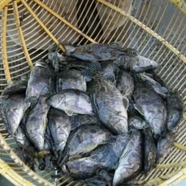 鳜鱼鱼苗活鱼10~20cm
