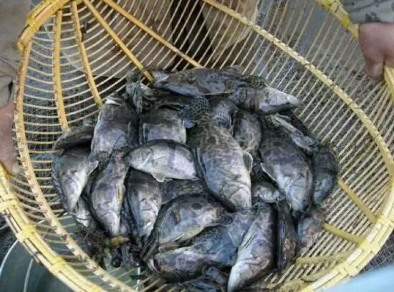 鳜鱼鱼苗活鱼10~20cm
