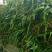 萱草盆花一手货源。产地直供。视屏看货。成活率高