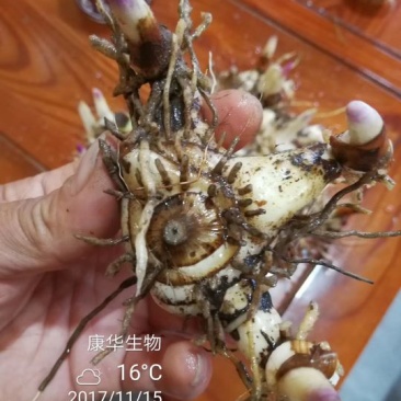 白芨种苗10~20cm