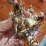 白芨种苗10~20cm