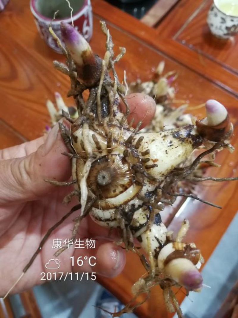 白芨种苗10~20cm