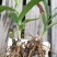 白芨种苗10~20cm