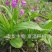 白芨种苗10~20cm