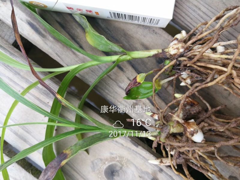 白芨种苗10~20cm