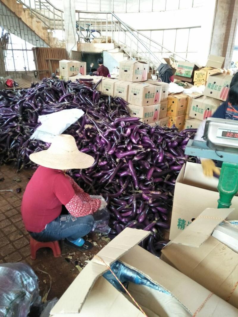 徐闻县精紫长茄子3两以上，产地现摘现发，可供超市加工