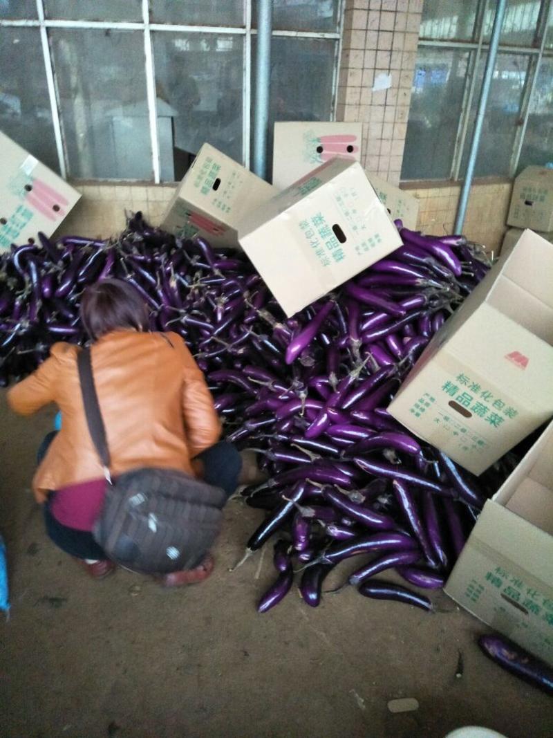 徐闻县精紫长茄子3两以上，产地现摘现发，可供超市加工