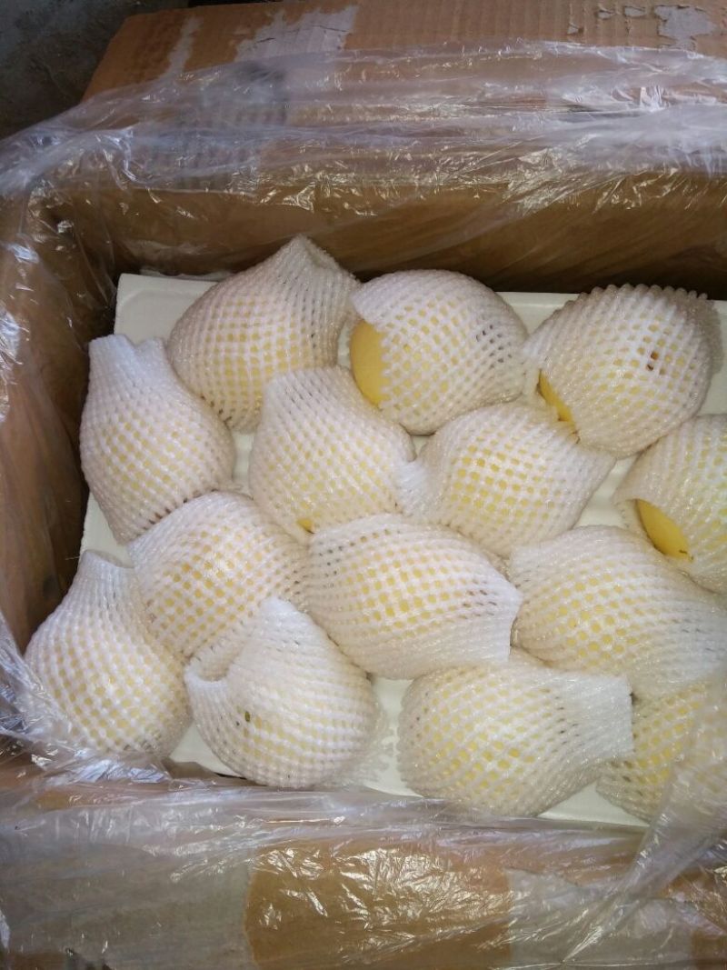 【梨】皇冠梨皮薄多汁可视频看货产地货源欢迎选购