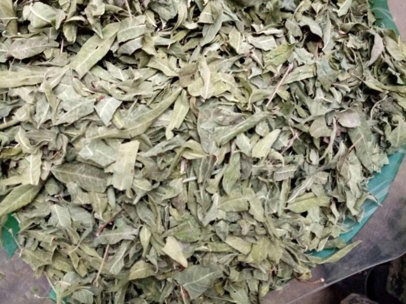 罗布麻叶可泡水各种中药材批发零售各种规格