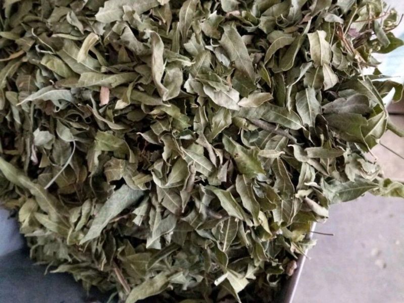 罗布麻叶可泡水各种中药材批发零售各种规格