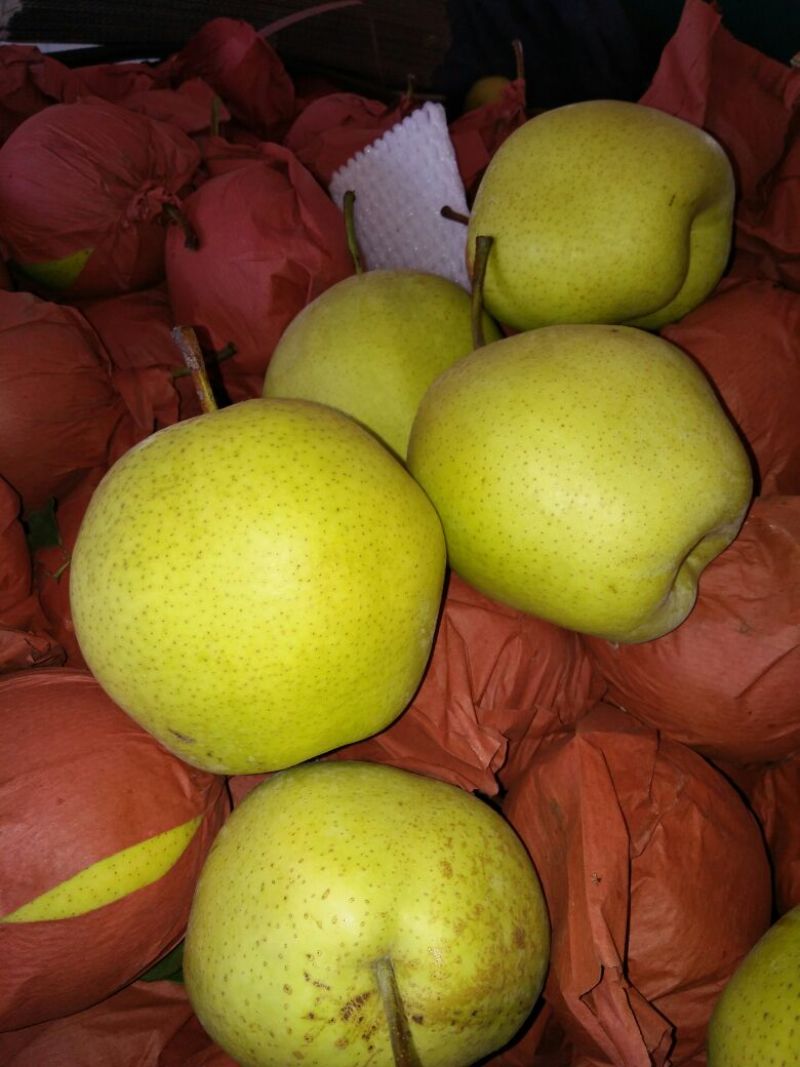 精品雪花梨一手货源保质保量坏单包赔欢迎咨询