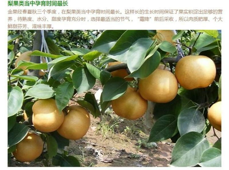 晚秋黄梨纸袋400~450g