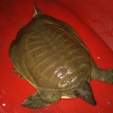 生态甲鱼2.5~3斤