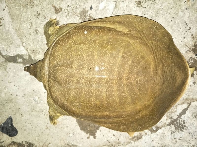 生态甲鱼2.5~3斤