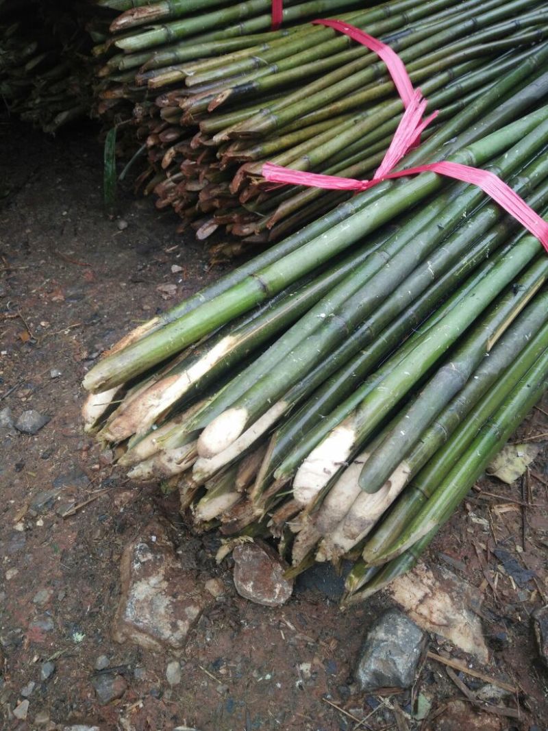 苦竹满竹