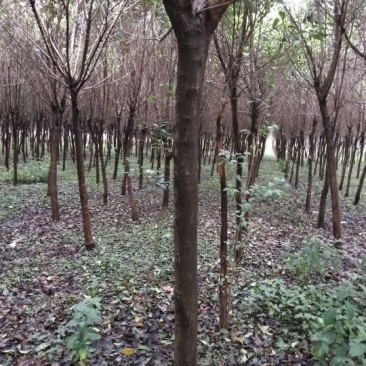 高杆女贞8~10cm