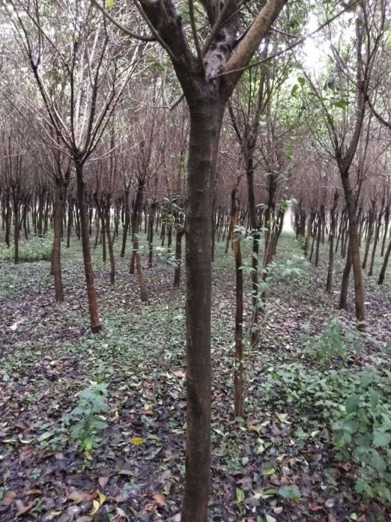 高杆女贞8~10cm