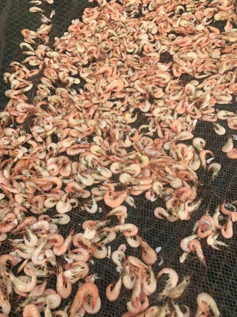 虾干一级