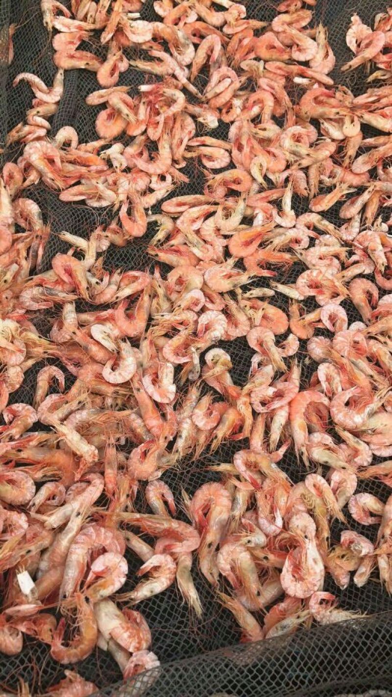 虾干一级
