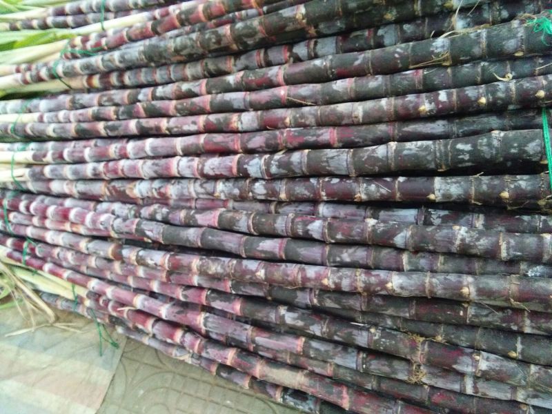 黑皮甘蔗量大从优需要的联系我品质保证甜甜甜