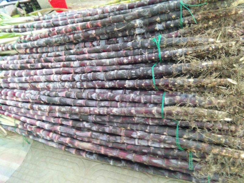 黑皮甘蔗量大从优需要的联系我品质保证甜甜甜