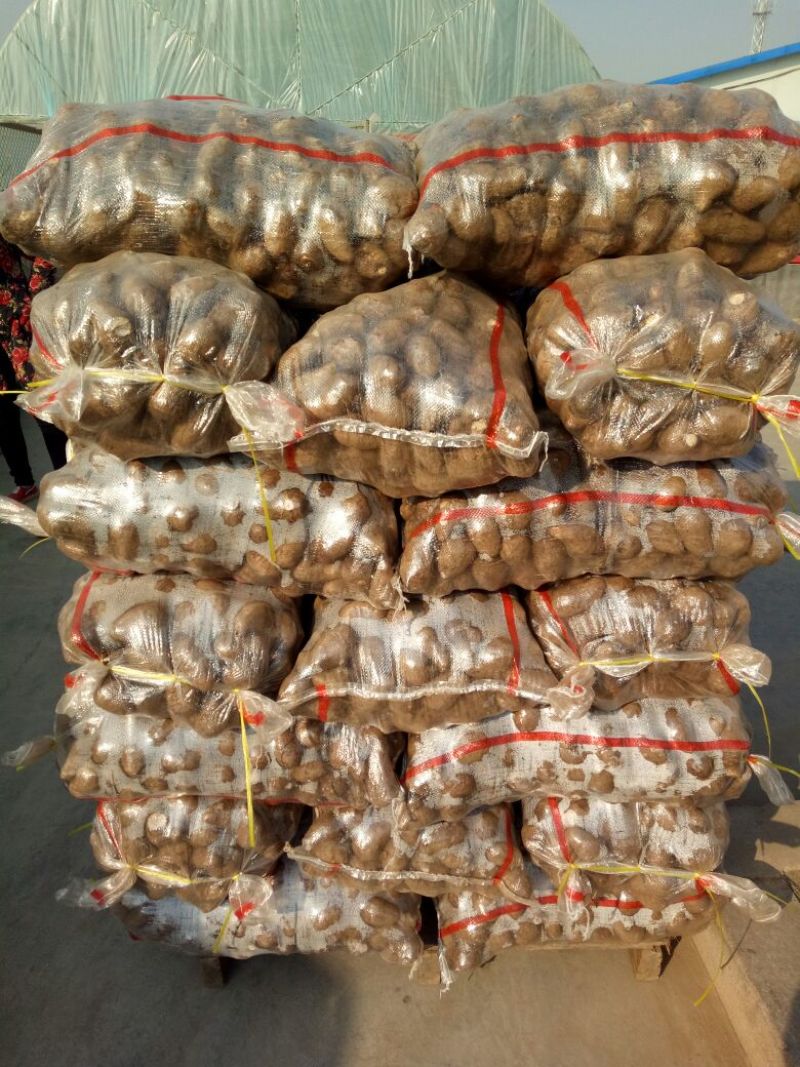 山东毛芋头8520豆包毛芋头供应电商毛芋头支持电商全国发