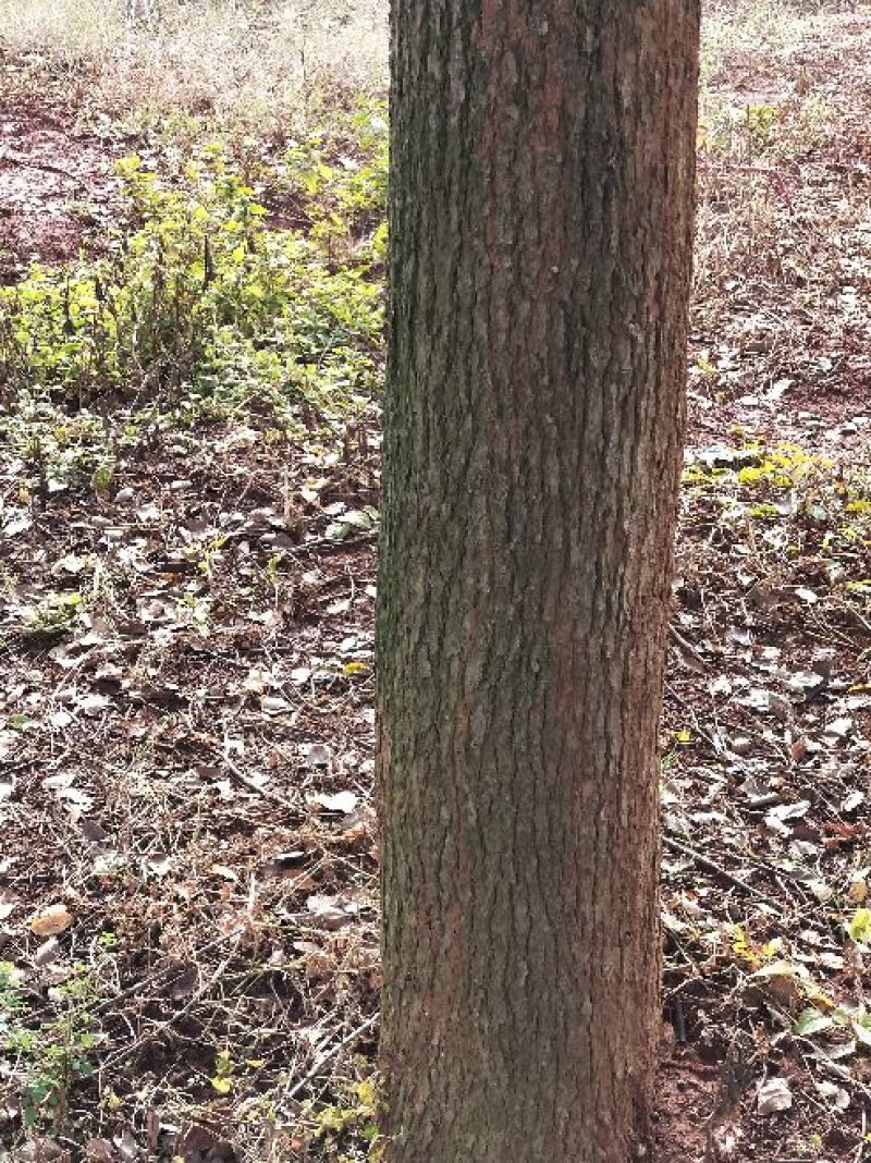 香樟18~20cm18~20cm4米以上