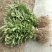 西瓜番石榴苗30~50cm