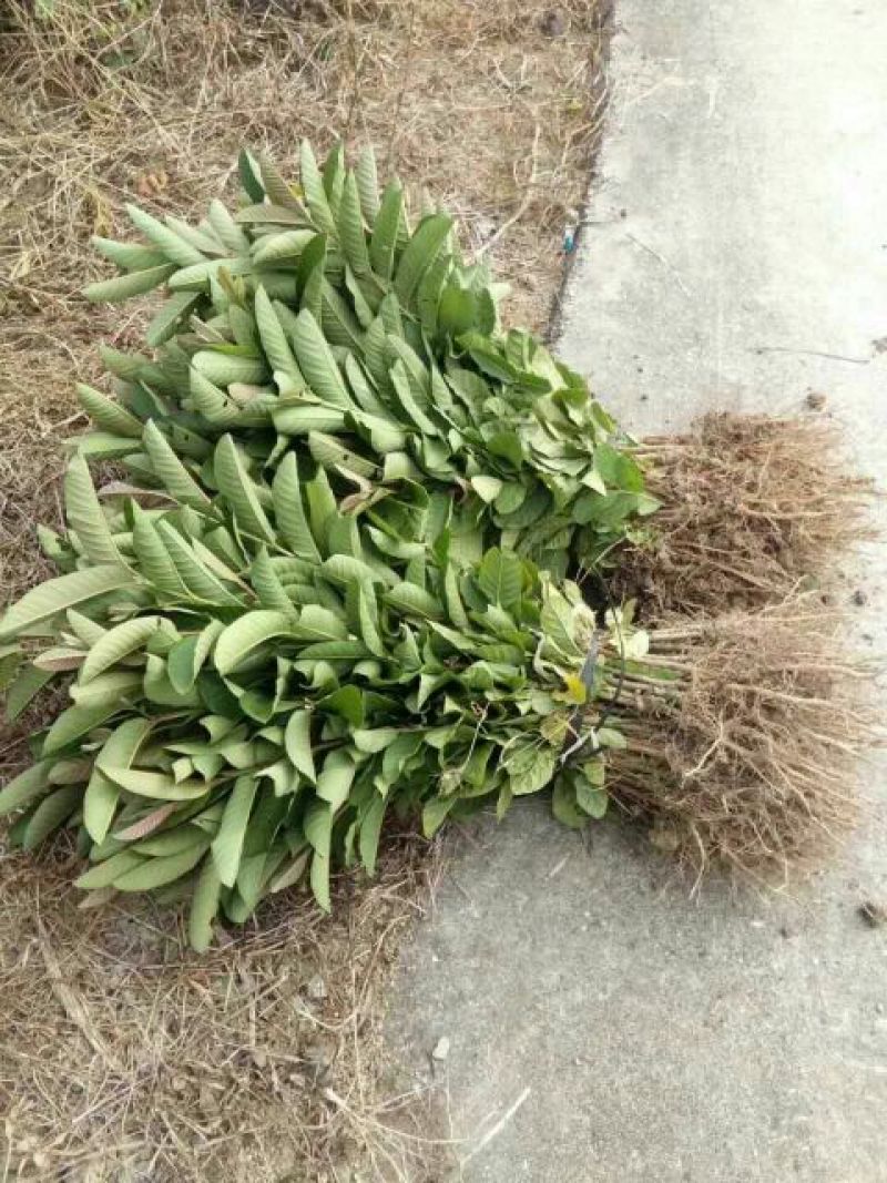 西瓜番石榴苗30~50cm