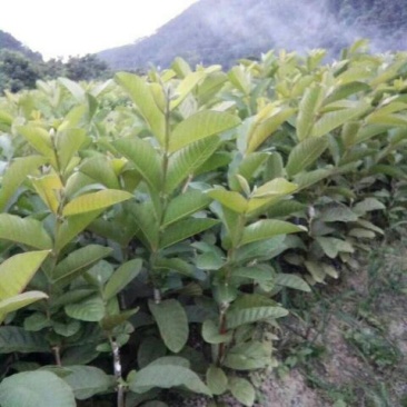 西瓜番石榴苗30~50cm