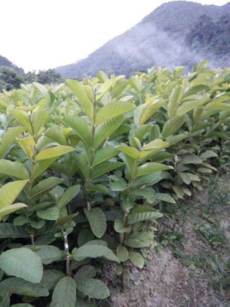 西瓜番石榴苗30~50cm