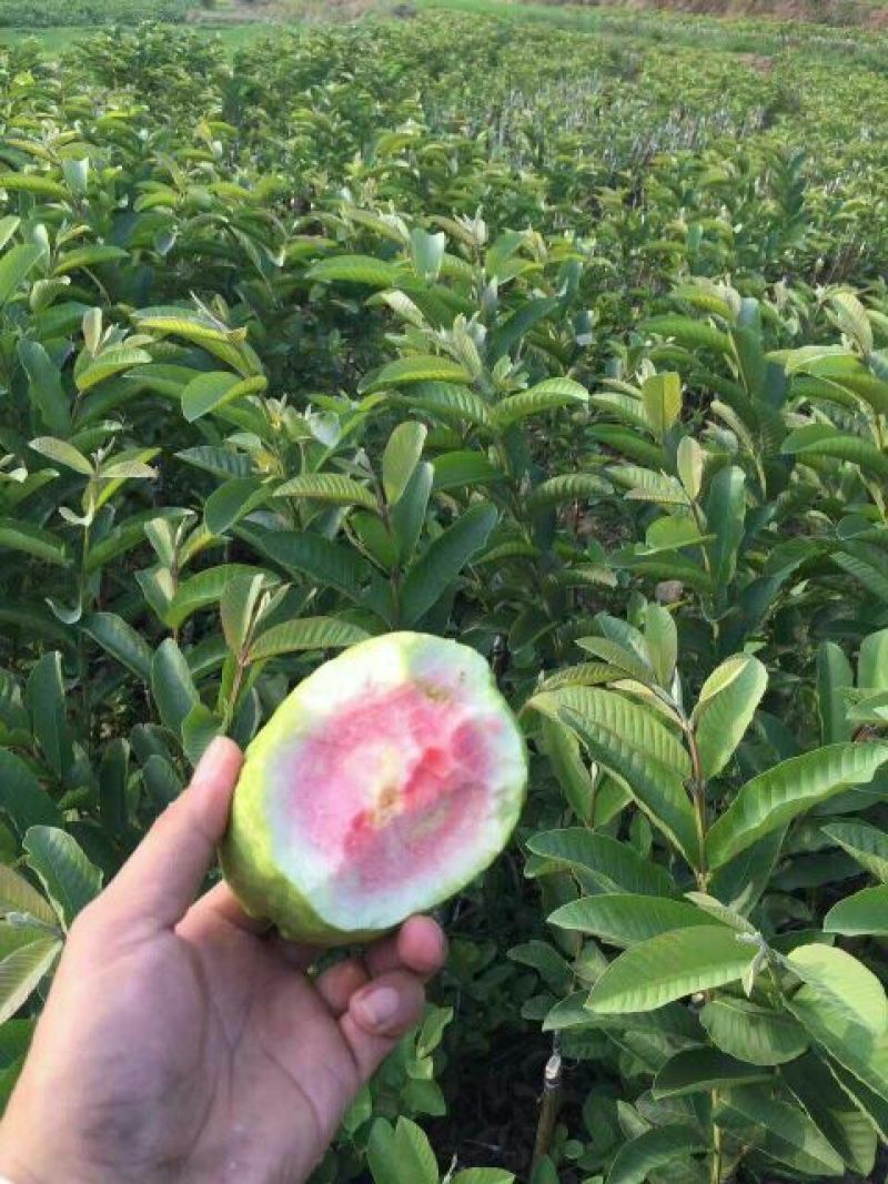 西瓜番石榴苗30~50cm