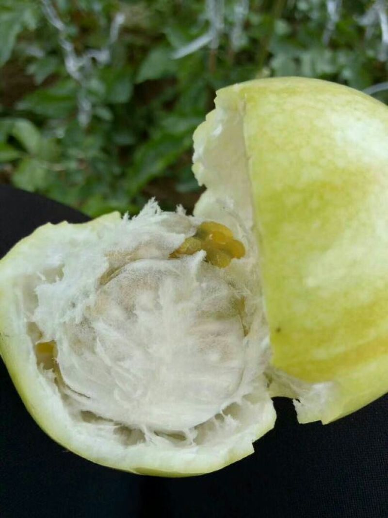 黄金百香果苗10cm以下