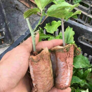 黄金百香果苗10cm以下