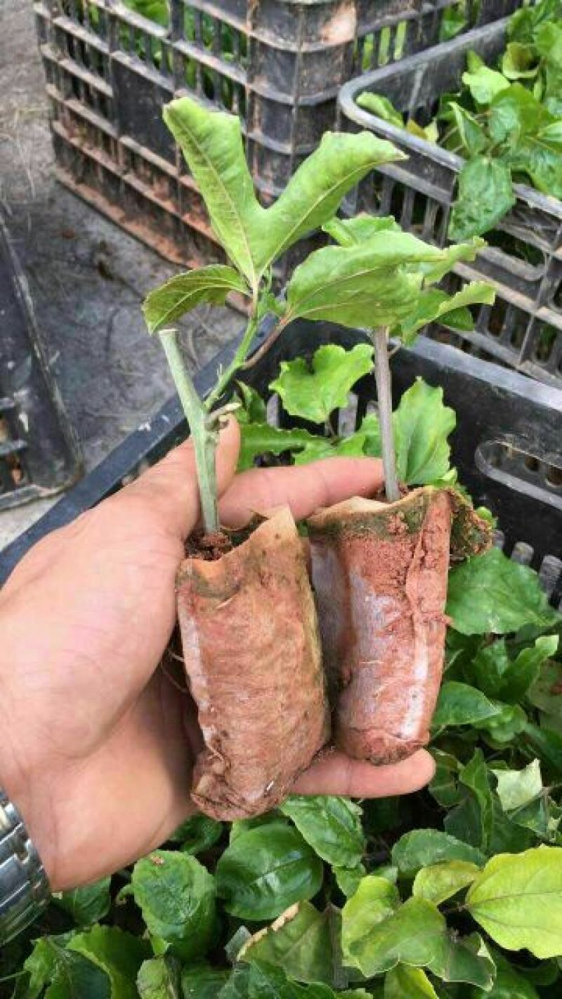 黄金百香果苗10cm以下