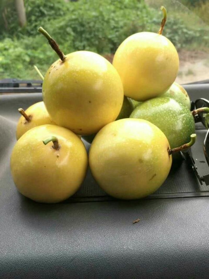 黄金百香果苗10cm以下